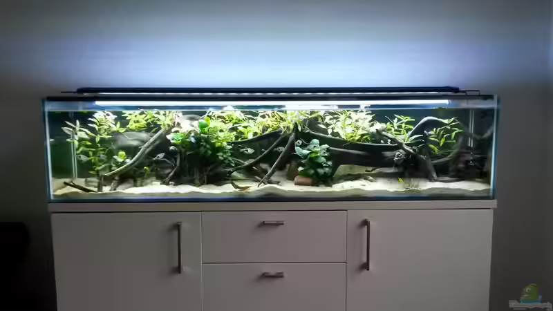 Mai 2017 von Berlin42 (33)