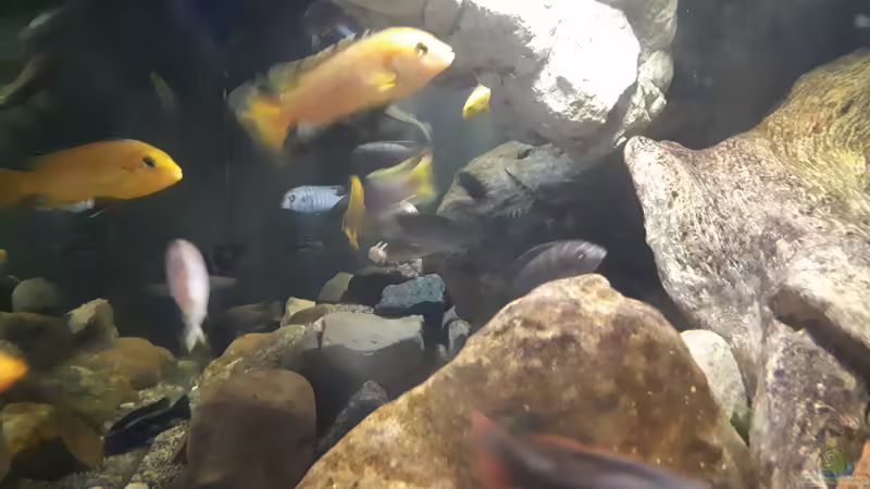 Mai 2018 von Miketsch (8)