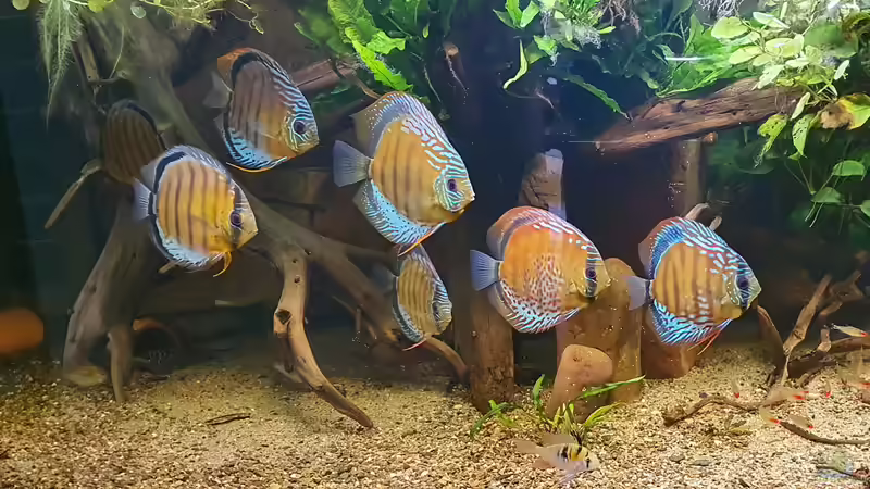 Mai 2020 - Skalare ausgezogen, die Diskus sind wieder unter sich von ravaka (8)