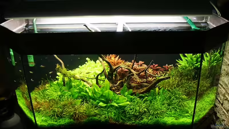 Mai o7 von Ingrid Jung (1)