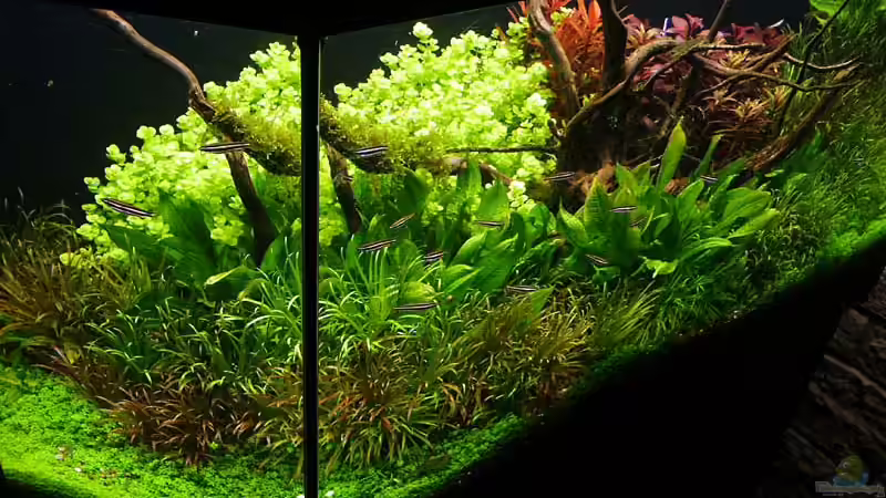 Mai o7 von Ingrid Jung (2)