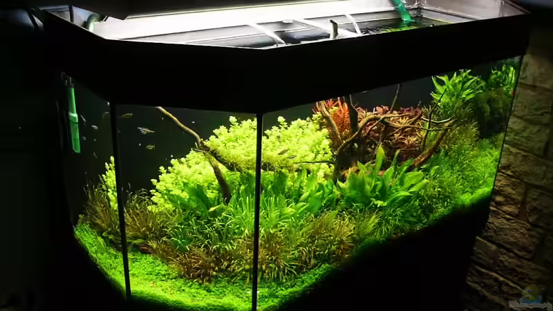 Mai o7 von Ingrid Jung (3)