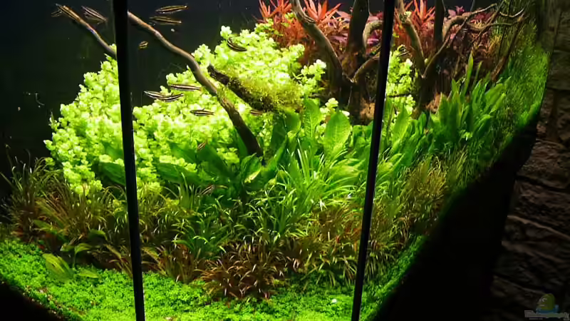 Mai o7 von Ingrid Jung (4)