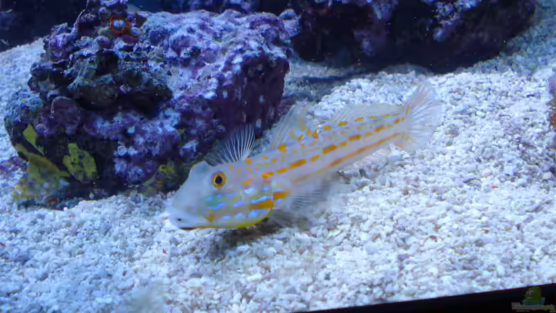 Aquarien mit Valenciennea puellaris (Maiden-Schläfergrundel)