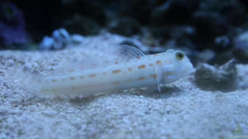 Maidenschläfergrundel von Susanne Axt (49)