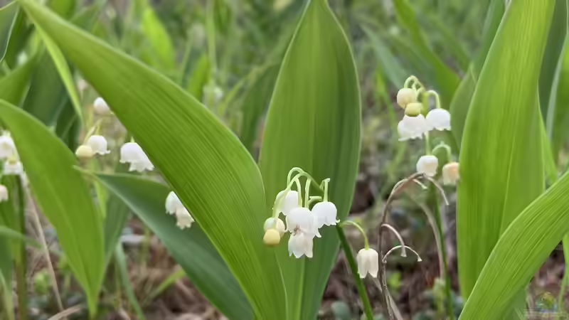 Maiglöckchen: So giftig sind sie wirklich