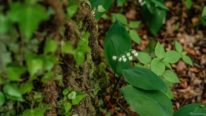 Maiglöckchen: So giftig sind sie wirklich