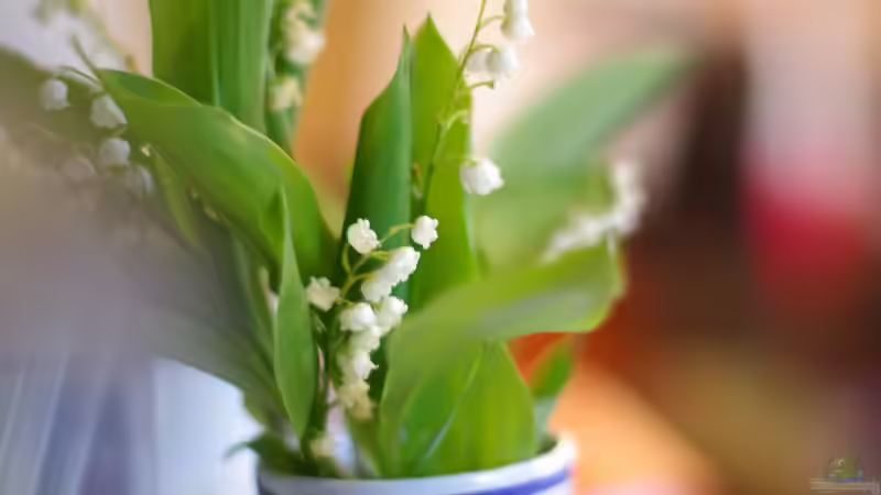 Maiglöckchen: So giftig sind sie wirklich