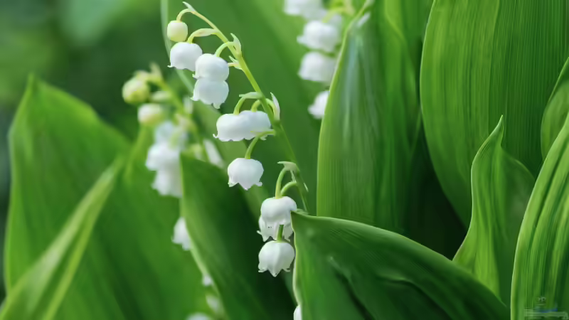 Maiglöckchen: So giftig sind sie wirklich