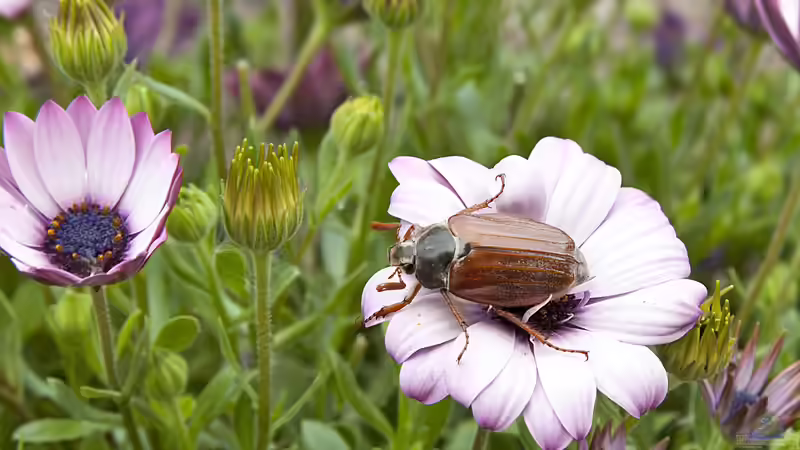 Maikäfer - faszinierende Gartenbewohner und ihre Bedeutung