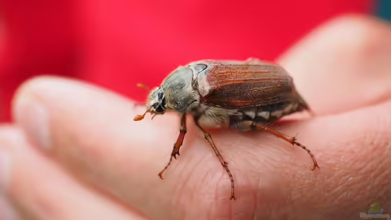 Maikäfer - faszinierende Gartenbewohner und ihre Bedeutung