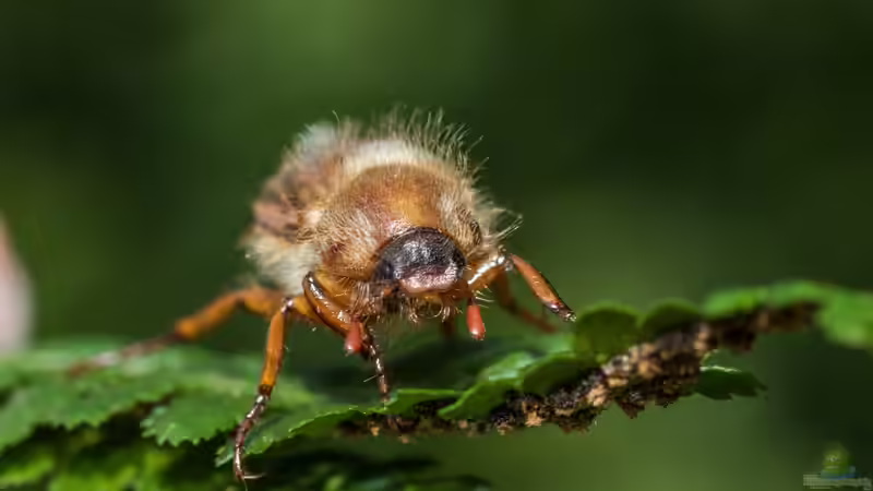 Maikäfer - faszinierende Gartenbewohner und ihre Bedeutung