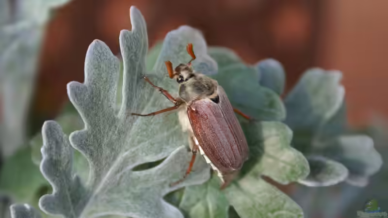Maikäfer - faszinierende Gartenbewohner und ihre Bedeutung