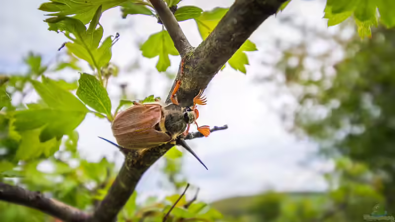 Maikäfer - faszinierende Gartenbewohner und ihre Bedeutung