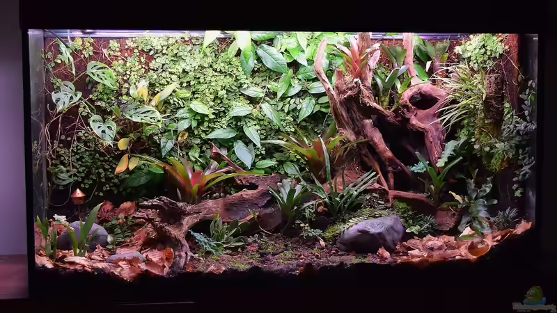 Main von Junglist (12)