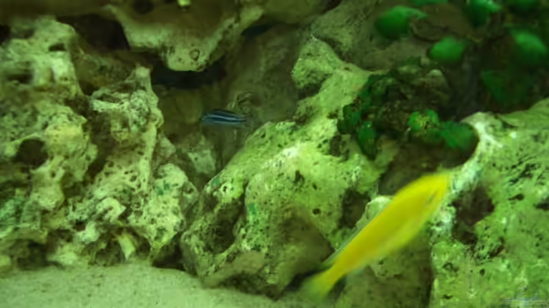 Maingano Baby von Adrian Möker (9)