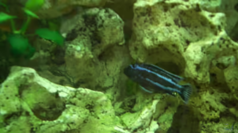 Maingano Bock von Adrian Möker (10)