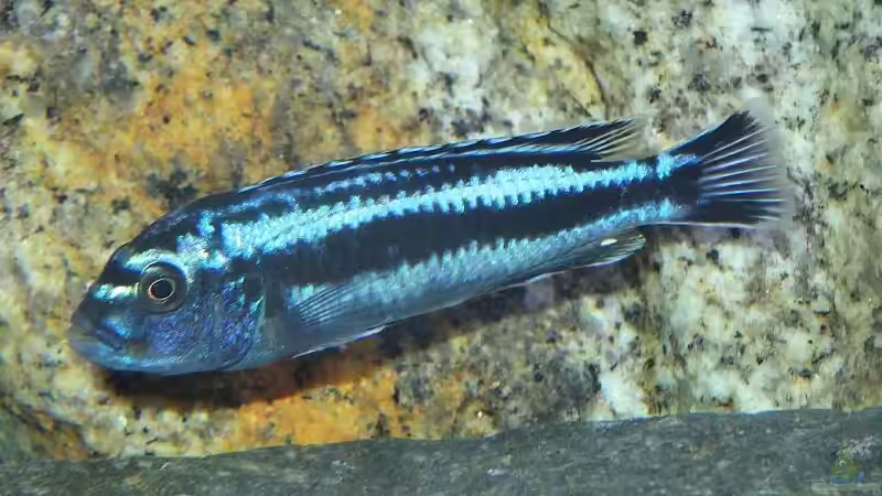 Maingano Bock von Malawi_Einsteiger (50)