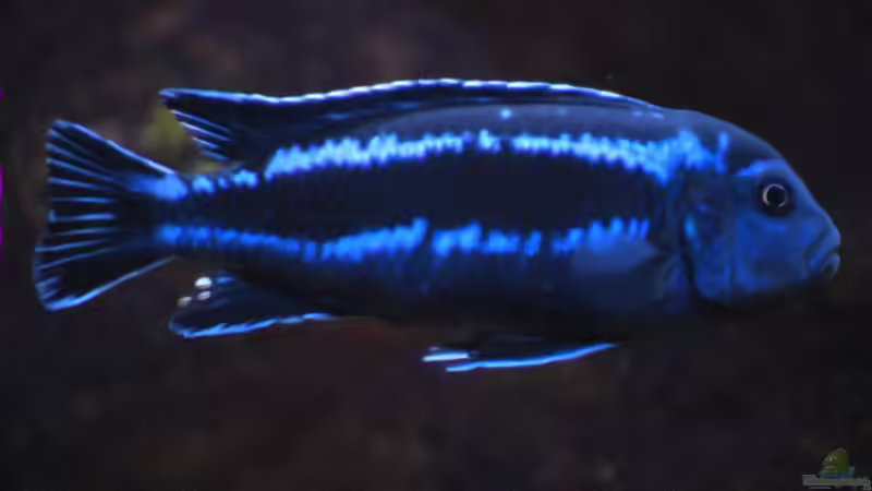 Maingano-Bock von Tilo Schmiedl (20)