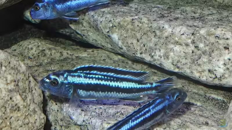 Maingano Gruppe von Malawi_Einsteiger (48)