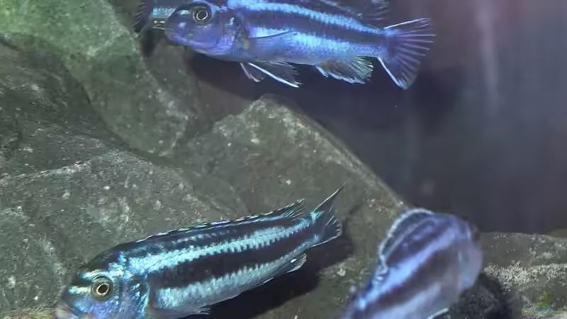 Maingano Gruppe von Malawi_Einsteiger (49)