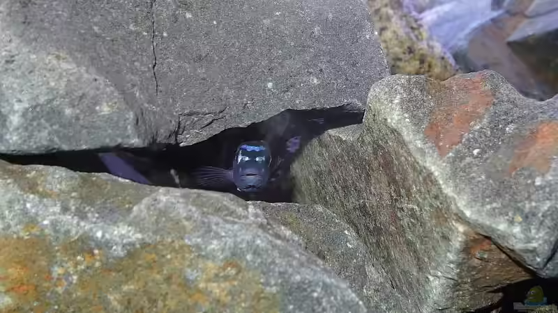 Maingano Höhle von Malawi_Einsteiger (56)