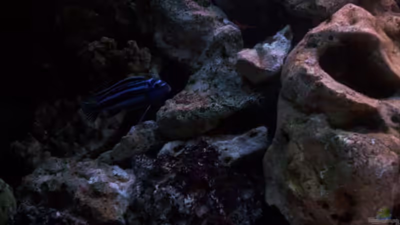 maingano M von Niko P. (35)