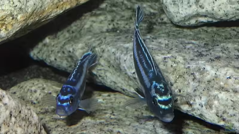 Maingano Pärchen von vorn von Malawi_Einsteiger (57)