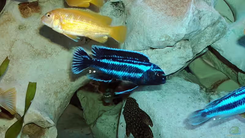 Maingano und Saulosi von Nikola Balov (9)