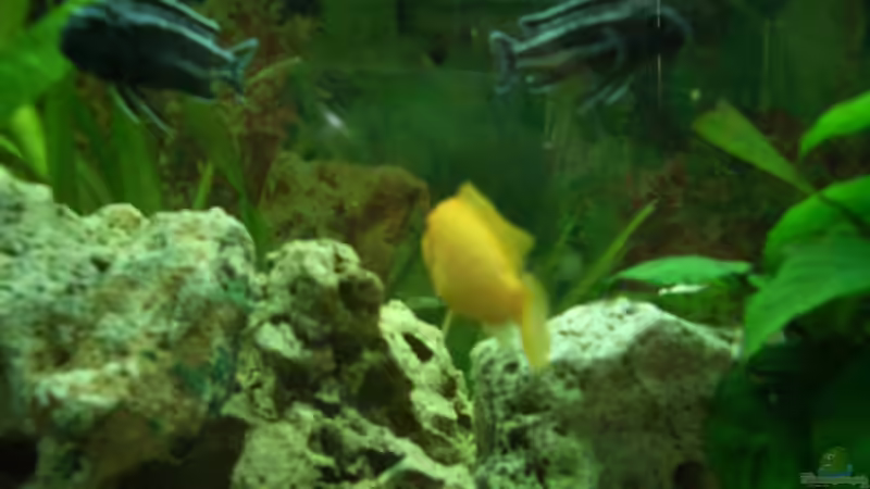 Maingano und Zebra von Adrian Möker (12)