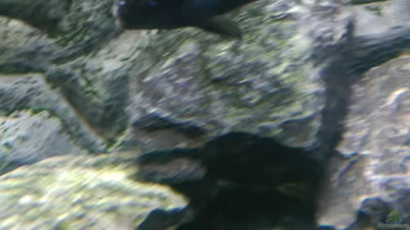 Maingano von Balian (12)