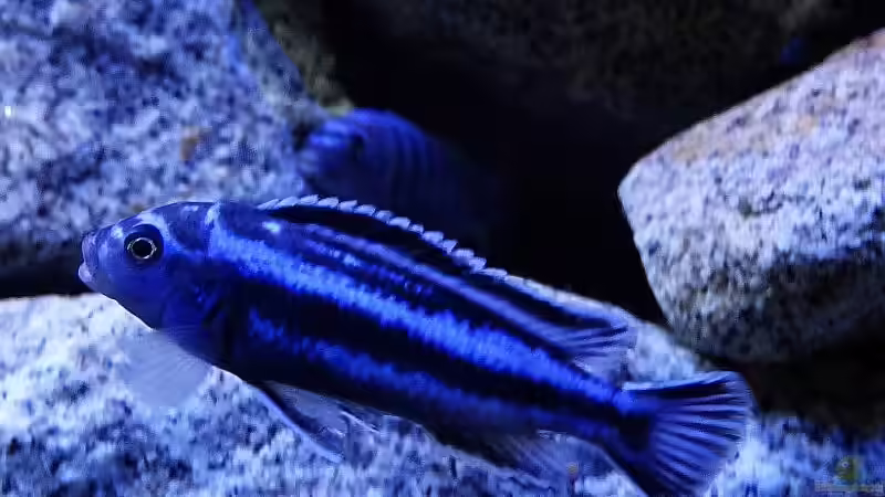 Maingano von Malawi_Einsteiger (52)