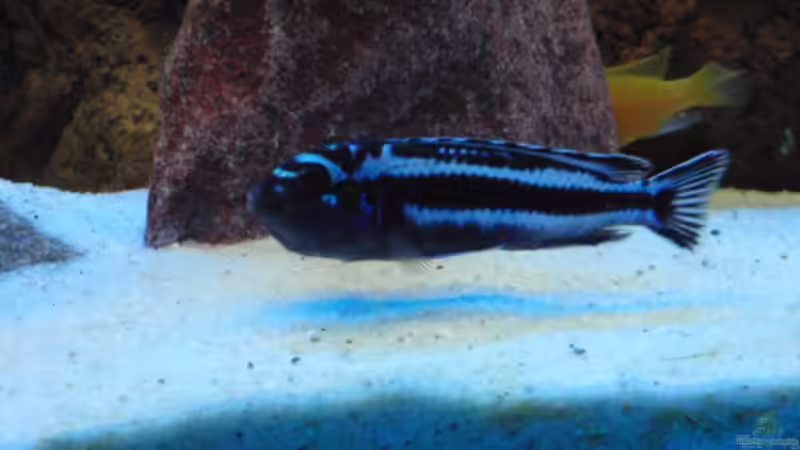 Maingano von MF80 (28)