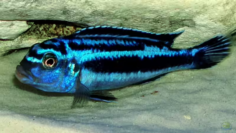 Maingano von Nikola Balov (8)