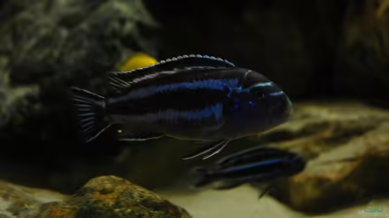 Maingano von Poybuna (18)