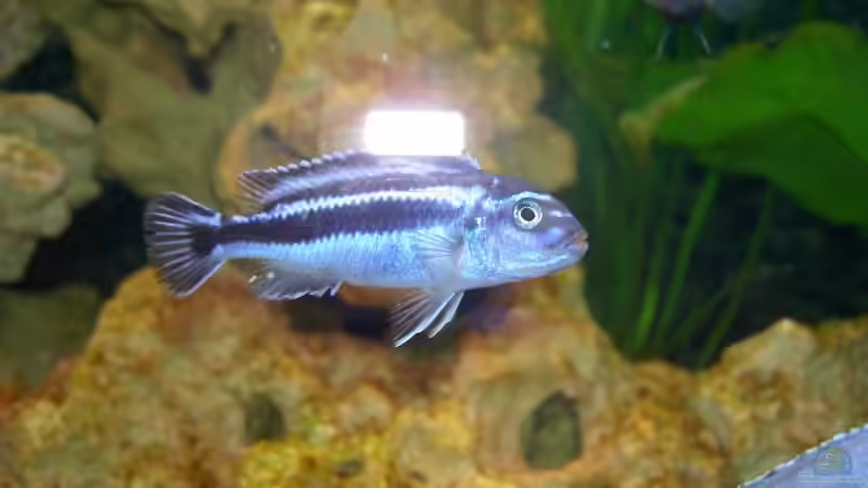 Maingano von Richard Lischka (9)