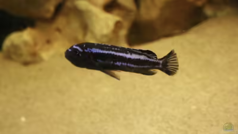 maingano von Steffen Kluge (12)