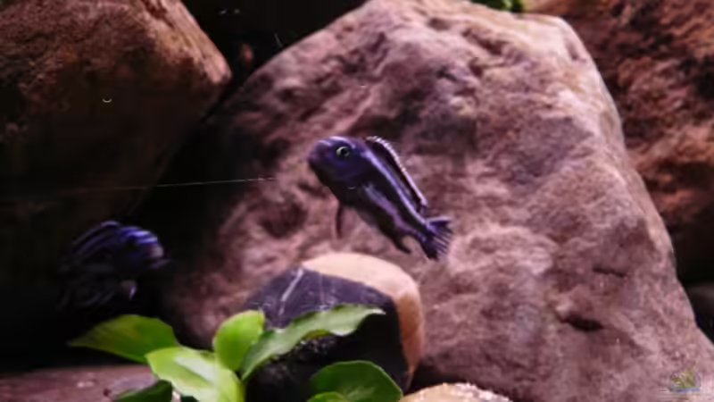 Einrichtungsbeispiele mit Melanochromis maingano / cyaneorhabdos (Einrichtungsbeispiele für Stahlblauer Maulbrüter)