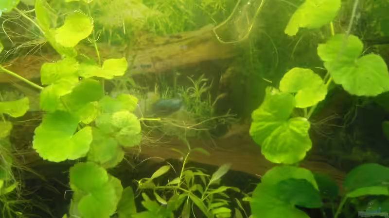 Maithe von Specter (10)