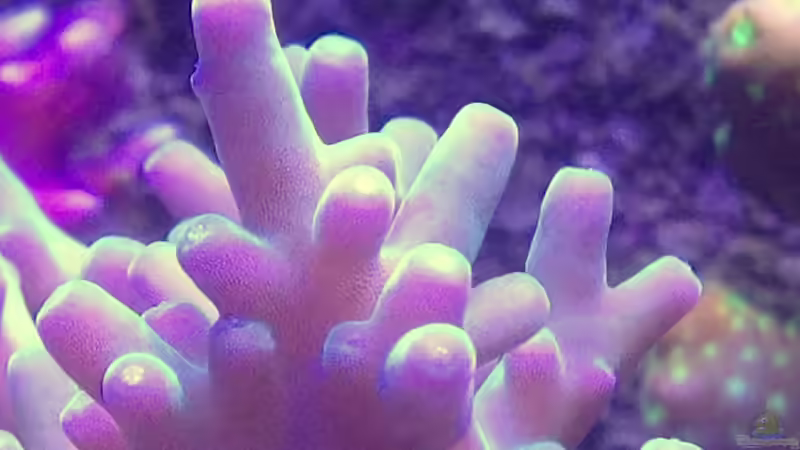 Makro Acropora aber welche? von Lukas23 (19)