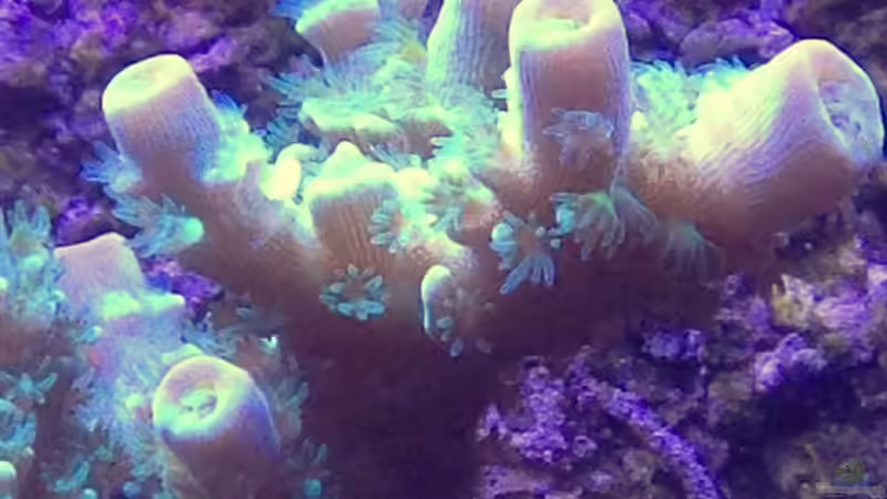 Makro Acropora Batunai von Lukas23 (11)