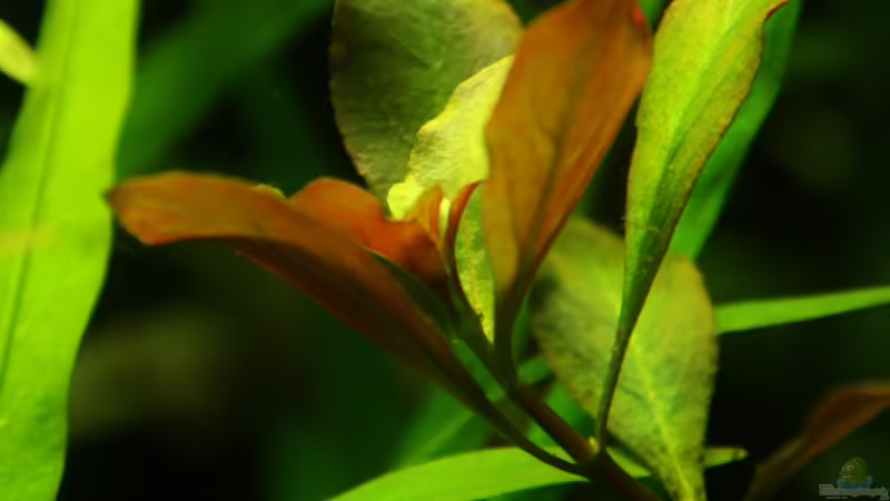 Makro ´Baumkrone´ von aquamike (7)