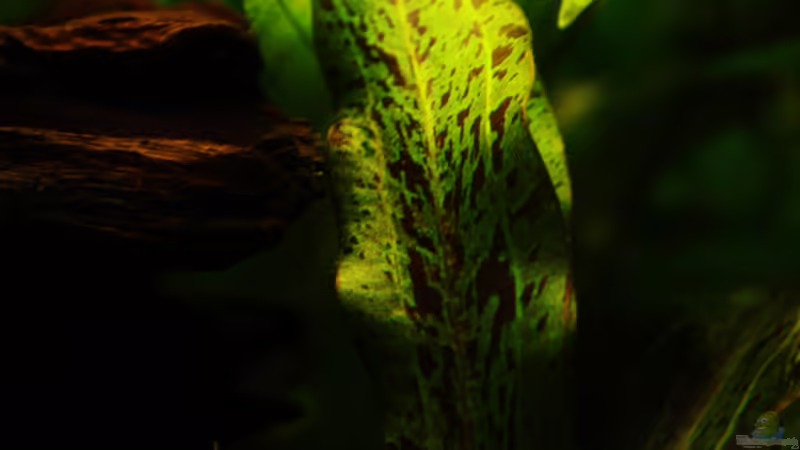 makro ´Blattseite´ von aquamike (6)