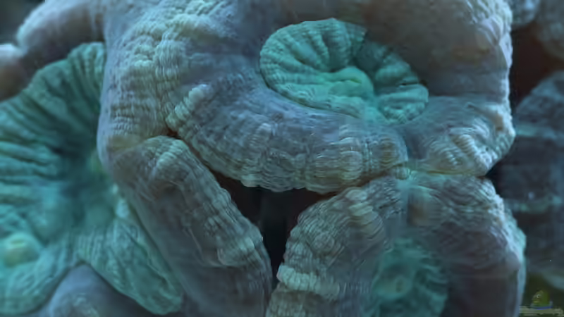 Makro der Caulastrea von Sascha Bill (12)