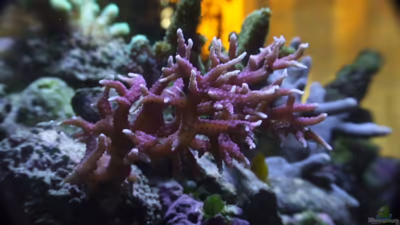 Makro meiner Hystrix von Sascha Bill (14)