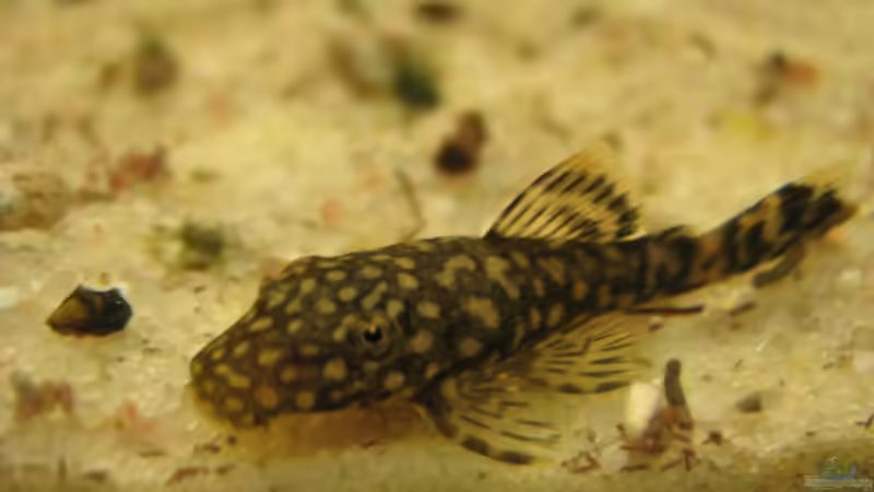 Makro von TNTLogge (13)