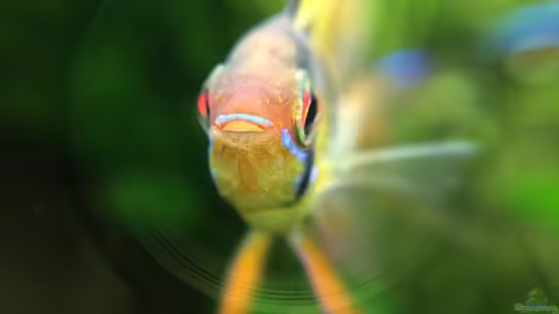 Makroaufnahme  von Yasmine (31)