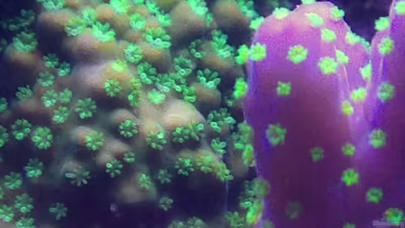 Makroaufnahme Acropora Gemmifera und Tricolor von Lukas23 (10)