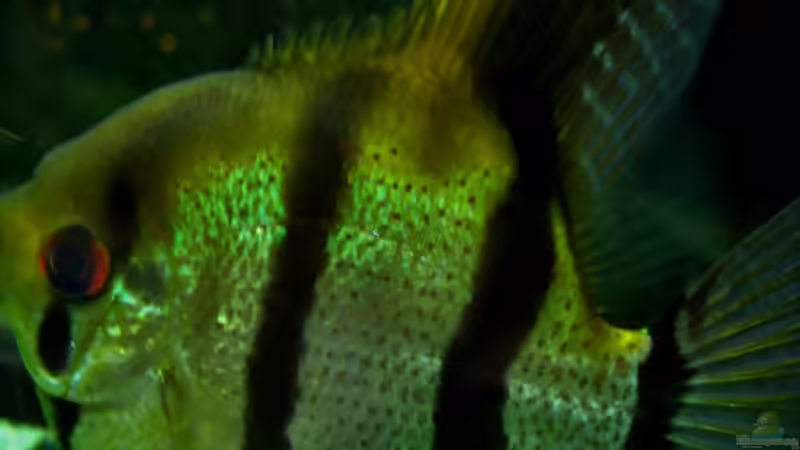 Makroaufnahme Januar 2014 von PH Neutral (45)