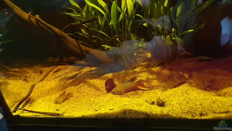 Makropode von Aqua fan (6)